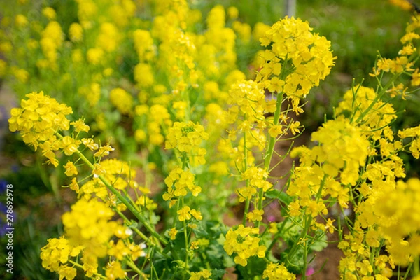 Fototapeta セイヨウカラシナ