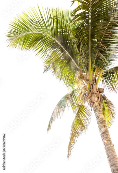 Fototapeta palm tree isolated on white background