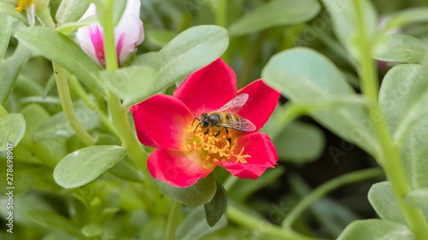 Obraz bee on a flower