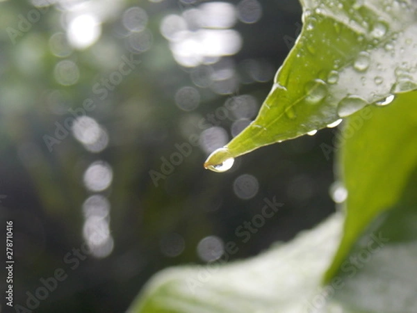 Obraz water drops on a green leaf