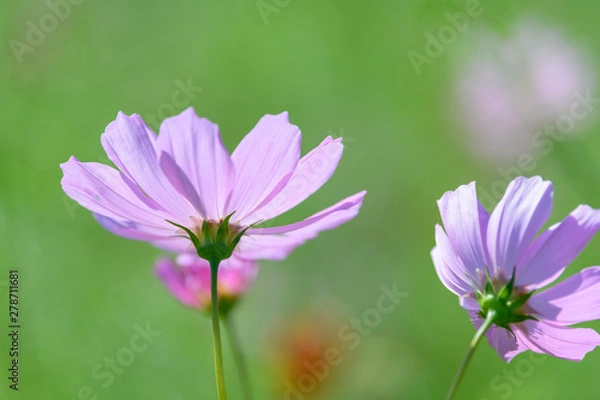 Fototapeta コスモス