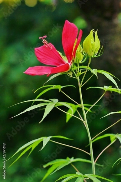 Fototapeta モミジバアオイ