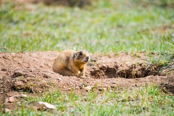 Obraz Prairie dog