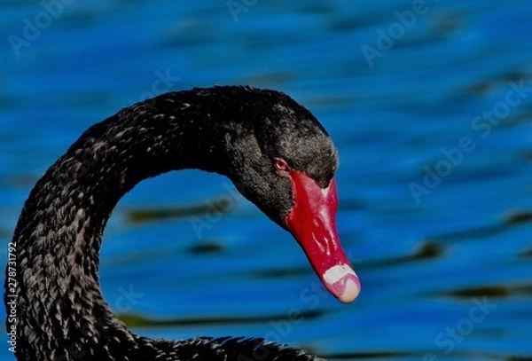 Obraz black swan