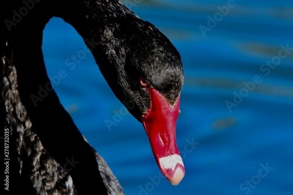 Obraz black swan