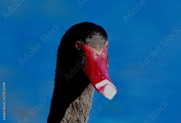 Obraz black swan