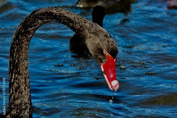 Obraz black swan