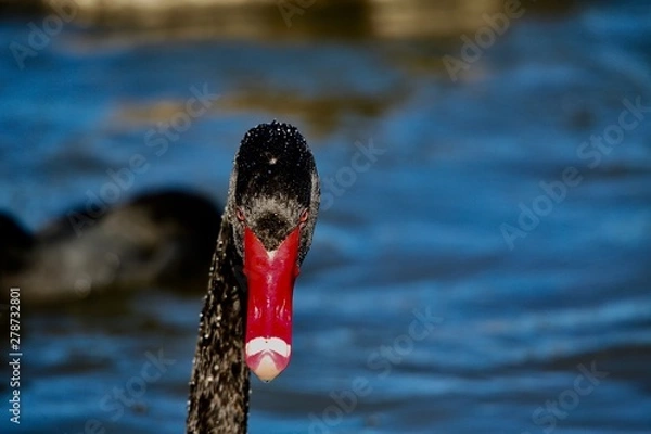 Obraz black swan