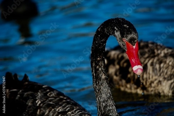 Obraz black swan