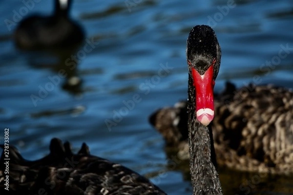 Obraz black swan