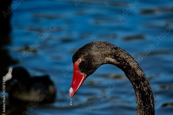 Obraz black swan