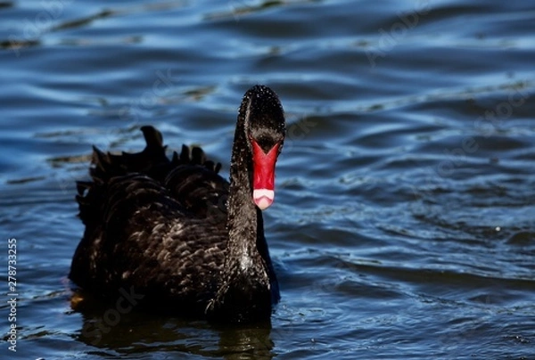 Obraz black swan