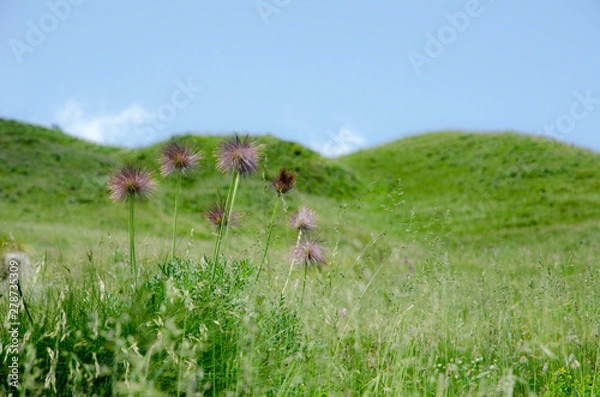 Obraz Flower landscape