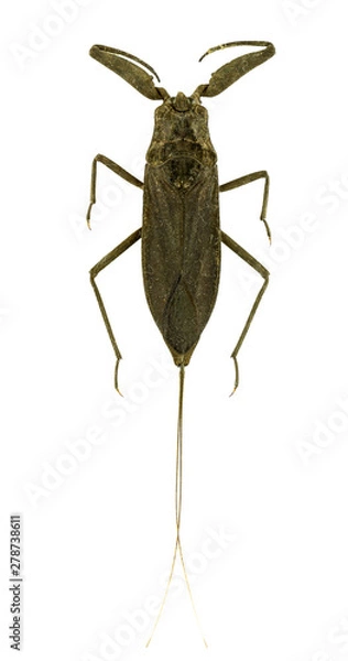 Obraz Nepidae insect
