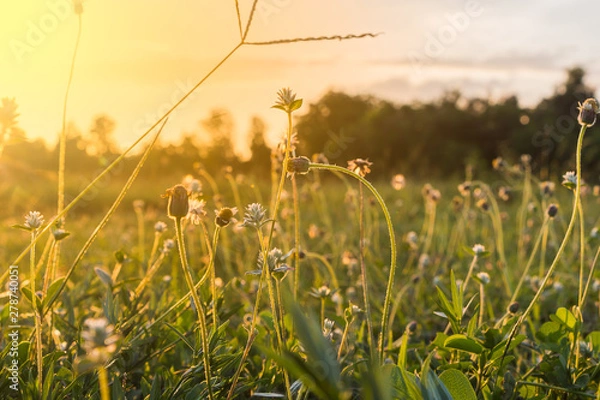 Fototapeta Colored leaves