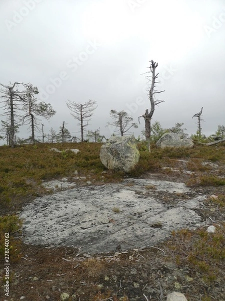 Obraz trees in forest