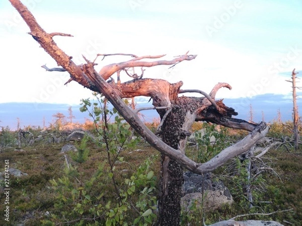 Obraz tree with roots