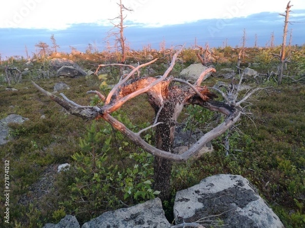 Obraz tree in mountains