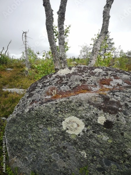 Obraz tree in forest