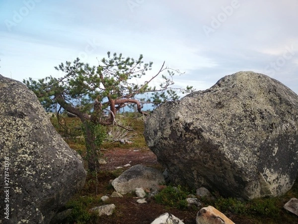 Obraz tree in mountains