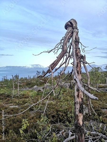 Obraz bunch of cables