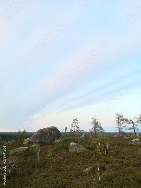 Obraz tree on the hill