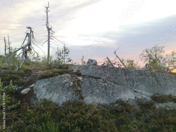 Obraz landscape with trees