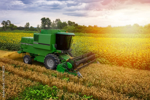 Fototapeta Combine harvester on a wheat field with blue sky, drone aerial view