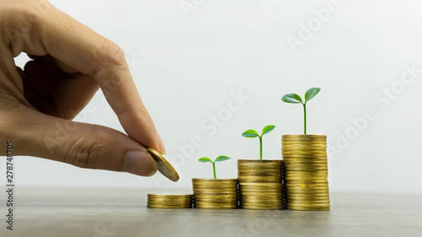 Fototapeta Long-term investment or making money with the right concepts. A business man hand putting coin on stack of coins on a  table with growth plant on coins pile. Depicts a standing and stable investment.