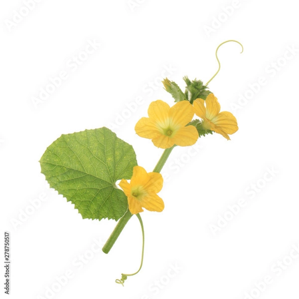 Fototapeta green leaves with flowers and tendrils of muskmelon  isolated on white background