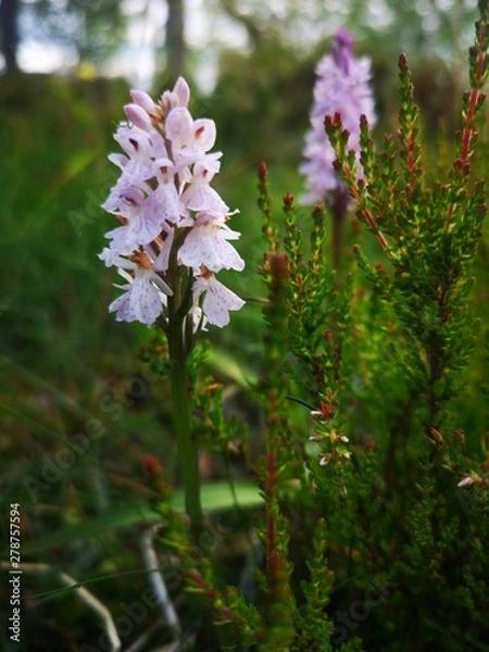 Obraz flowers in garden
