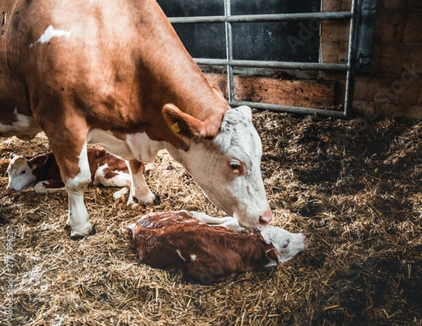 Fototapeta newborn calf with his mother in a stable
