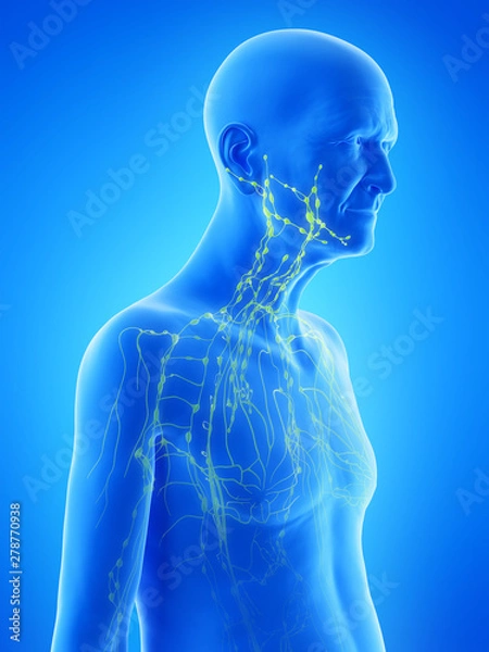 Fototapeta 3d rendered medically accurate illustration of an old mans lymphatic system