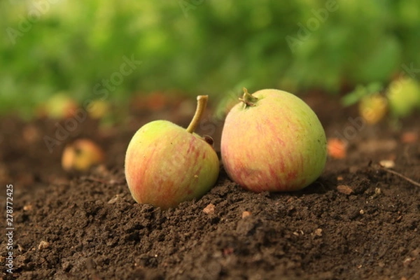 Fototapeta ripe apples in the garden, autumn