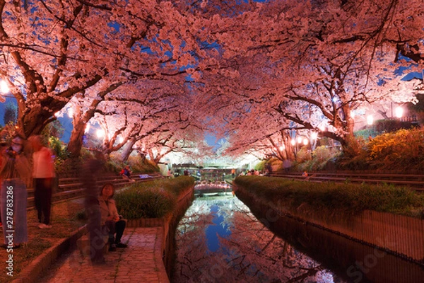 Obraz 日本の桜　夜桜花見