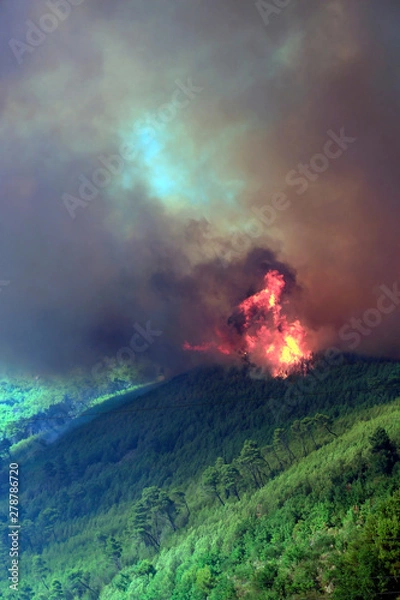 Obraz Forest fire