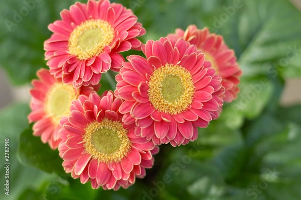 Fototapeta colorful springtime flowers