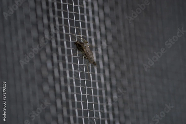Fototapeta Mosquito