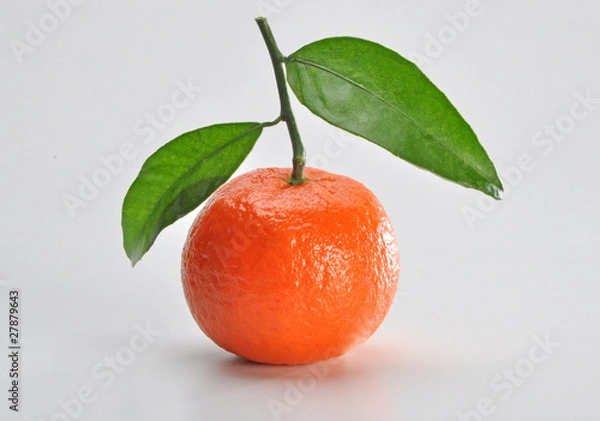 Obraz Mandarine