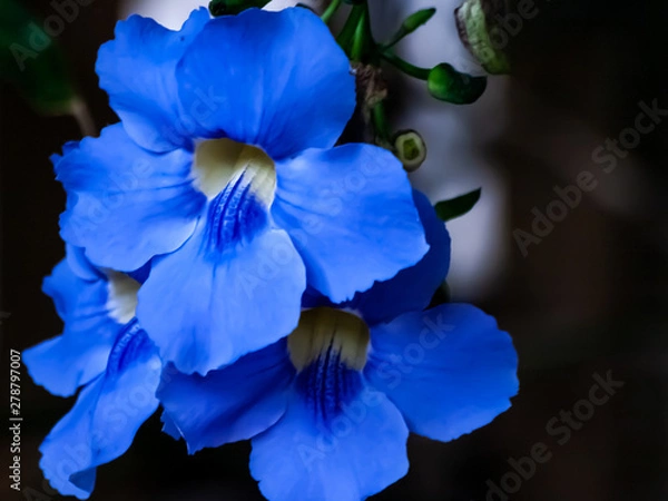 Obraz OLYMPUS DIGITAL CAMERA