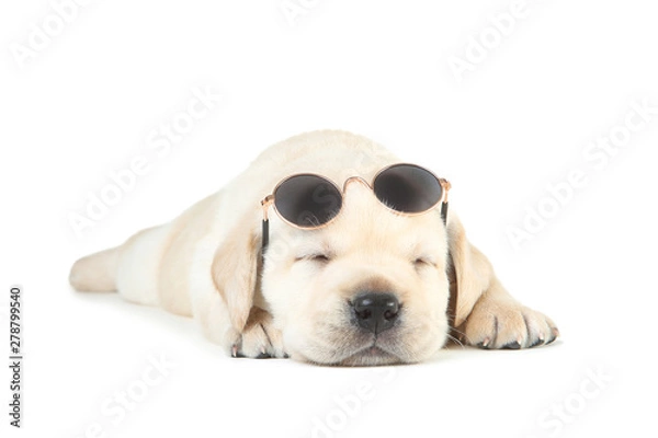 Fototapeta Labrador puppy with sunglasses isolated on white background