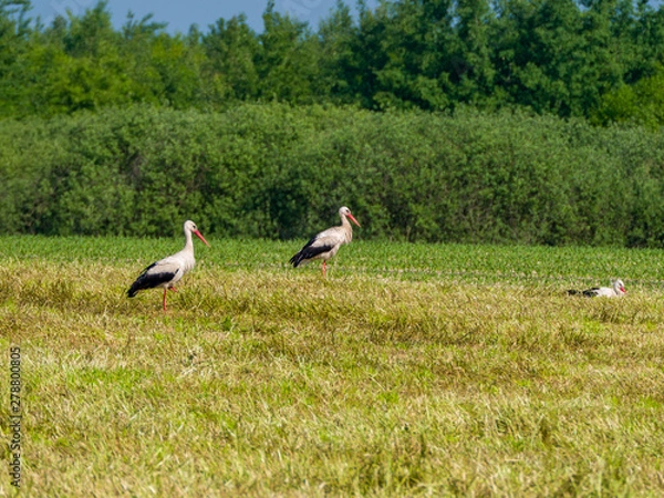 Fototapeta storks in the nest