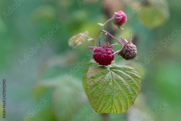 Fototapeta Red raspberries against the background of green leaves. Summertime in the garden. Healthy fruits