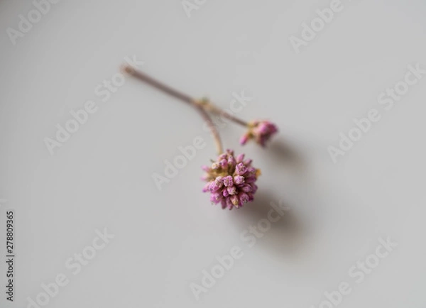 Fototapeta dry flower