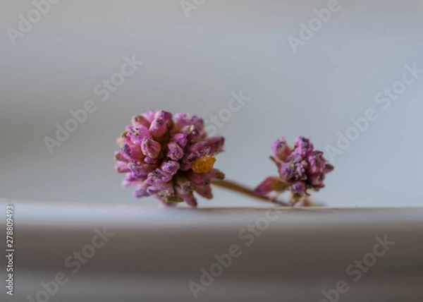 Fototapeta dry flower