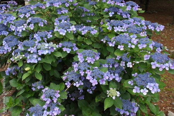 Fototapeta 山紫陽花 K3BP2438