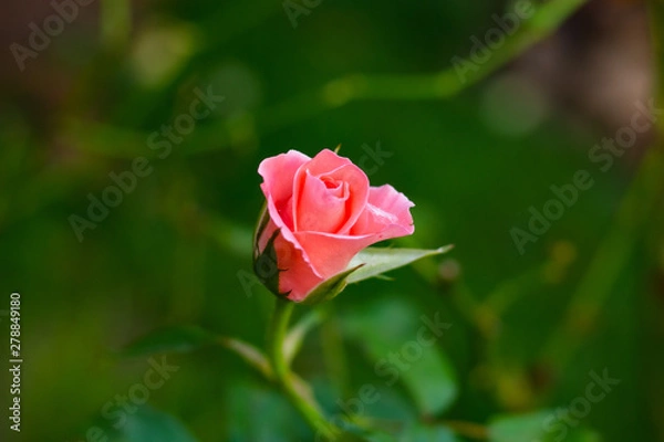 Obraz red rose in garden