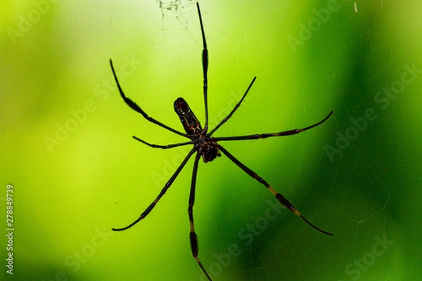 Obraz spider