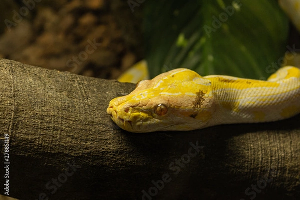 Obraz yellow snake