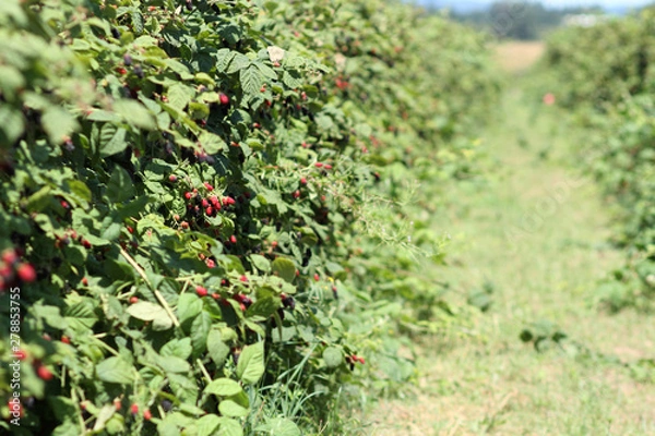 Fototapeta Berries growing on the vine at a berry farm on a sunny.